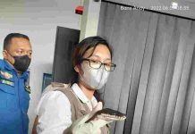 Tiga Ekor Ular Berhasil Di Gagalkan Melalui Bandar Udara Mopah