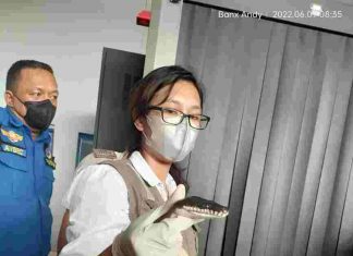 Tiga Ekor Ular Berhasil Di Gagalkan Melalui Bandar Udara Mopah